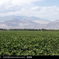 库车棉花1000亩需要飞防