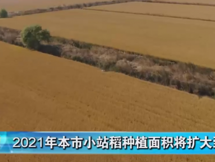 天津市2021年小站稻划种植面积100万亩