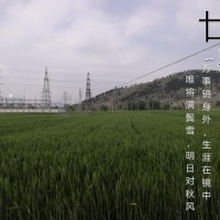 安徽，山东，河南，河北4月小麦统防