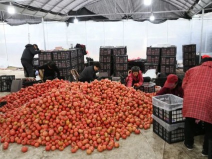 紧急求助！苍南15万吨番茄滞销，菜农们忧心如焚……