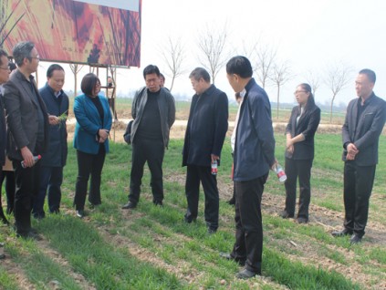 陕西省农业农村厅召开小麦机播质量观摩会