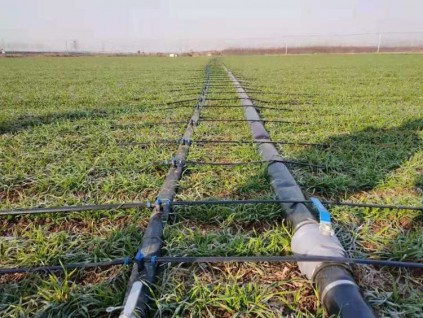 河北今年力争小麦玉米浅埋滴灌节水技术试点达50万亩