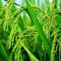 上海崇明水稻700亩撒肥机型不限，附近飞机马上联系