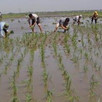 吉林白城大安市需大量插秧工人