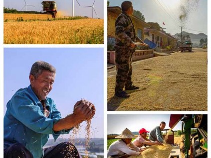 麦收“大会战”！青岛西海岸新区35万亩小麦收割