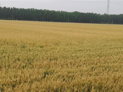 麦收快讯-北京顺义: 8万亩麦田即将开镰收割