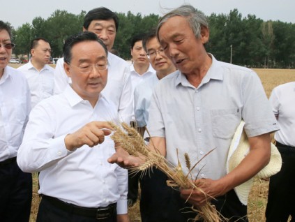 今年夏粮再获丰收　产量再创历史新高