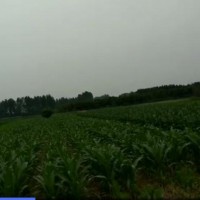 哈尔滨呼兰康金井玉米6000亩飞防附近大疆飞机马上联系