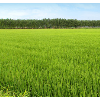 湖州长兴水稻1000亩地施肥不限机型