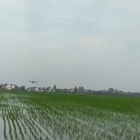 江苏南通水稻施肥作业2000亩大疆系列即到即飞