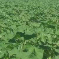 新疆乌苏市百泉200亩棉花飞防附近飞机联系