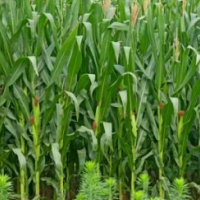 山西大同玉米杀虫叶面肥一万亩需5台大疆T1620