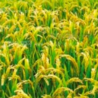 宁夏吴忠青铜峡200亩水稻