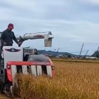 辽宁盘锦水稻需要988收割机电话联系