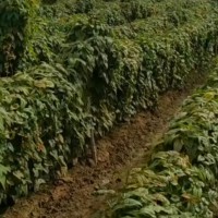 招两名有经验小勾机挖山药好司机工资高
