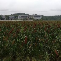 湖南郴州市资兴市高粱收割机履带收割机