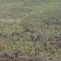 陕西急需一批大疆T系列无人机播撒小麦