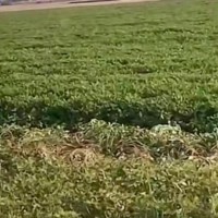 河南西平1000亩需要犁花生机
