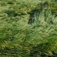 盘锦水稻急需收割机多台