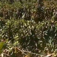 河间八十多亩紫药地找两台沟机带工人