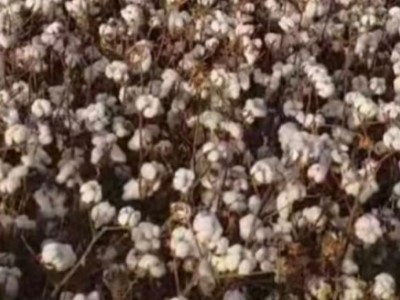 内蒙呼伦贝尔莫力达瓦出租45000亩耕地