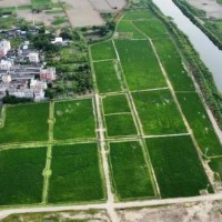 广东省揭阳市揭西县明天下午150亩水稻打药T30一架
