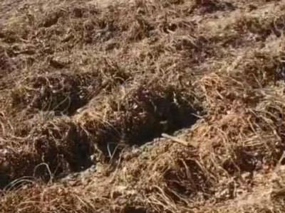 出租河北枣强3800亩土地