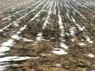 浓江十区水稻地出租330亩地