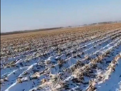 出租林甸县1500亩耕地