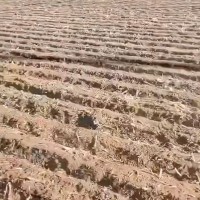 哈尔滨50000亩春耕拖拉机播种机联系