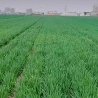 小麦20万亩统防极飞飞机马上联系