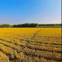 六月一号安徽六安  六万亩小麦开割急需履带和轮式小麦收割