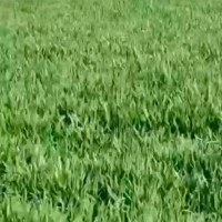 河北辛集100000亩统方大疆T20~40联系