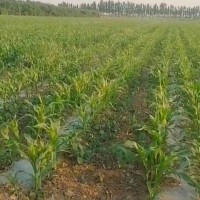 河南巩义玉米杀虫飞防，附近飞机联系