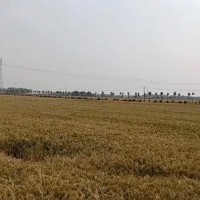 河南商丘15万亩小麦收割 收割机联系