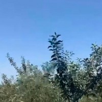 辽宁抚顺10000亩山地果树大疆飞机联系