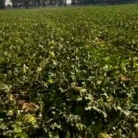 宁夏中宁县400亩西瓜飞防大疆飞机联系