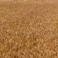 河北邯郸开始收割GM80.90.100 履带机联系