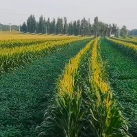 聊城茌平3000亩，大豆玉米间作播种机联系