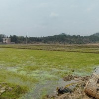 江西井冈山200亩水稻作物撒肥