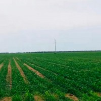 哈尔滨南岗附近2000亩地飞防