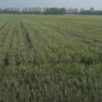 新疆129团13连小麦飞防不限机型