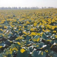 乌鲁木齐达坂城500亩葫芦瓜找飞机打药