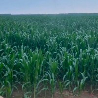 黑龙江呼兰8000亩玉米飞防大疆t3040联系