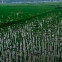 江西九江水稻播撒化肥大疆T3040马上联系
