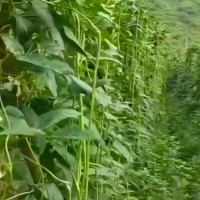 昌吉大西渠300亩豇豆附近飞机联系