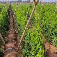 保定雄县县城附近200亩山药打药，t40联系