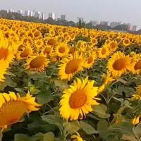 乌鲁木齐石人沟200亩葵花不限机型