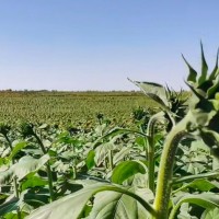 塔城2800亩葵花大疆t40联系