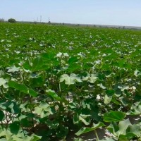 新疆库尔勒1000亩棉花大疆T40联系